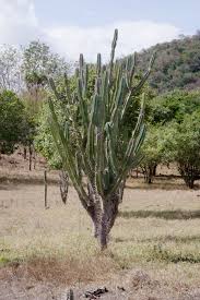Image result for Cereus jamacaru