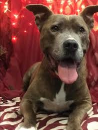 PAW Fort Madison Animal Shelter