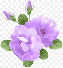 We did not find results for: Rose Purple Flower Purple Flowers Purple Blue Herbaceous Plant Png Pngwing
