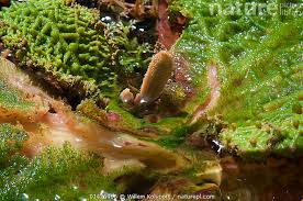 Image result for Podostemaceae