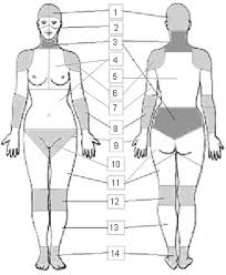 Chest is the top female body part men love. Illustration Of The 51 Regions And 14 Body Parts On The Female Body Download Scientific Diagram