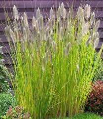 Chinaschilf Red Chief 1 Pflanze Lampenputzergras Graser Pflanzen Und Garten