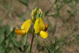 Image result for Crotalaria podocarpa