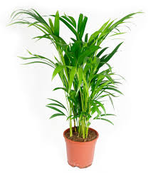 Pslme ha un punteggio di 1.436.860 in italia. Areca Lutescens Palme Im 17cm Topf Betelnusspalme Hohe Ca 60cm Meingartencenter24 De Garten Online Shop Weber Grill