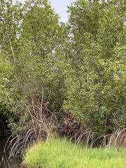 Image result for Cassipourea ruwensorensis