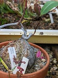 Image result for Fockea angustifolia