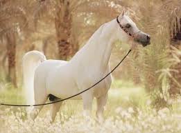 صور خيول بيضاء اصيلة صور حصان ابيض اخبار العراق Beautiful Arabian Horses White Arabian Horse Horses