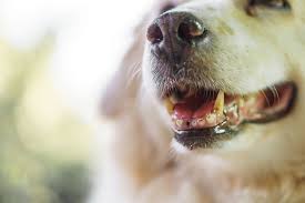 top 7 best dog breath fresheners