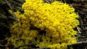 Slime molds, nature's favorite schizophrenics, come out to play! Yellow Mold Facts And Tips To Remove It Clean Water Partners