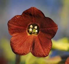 Image result for Nicolasia coronata