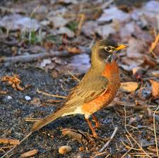 Birds Of Northern Michigan Northern Michigan Bird Images Google Search State Birds Bird Beautiful Birds