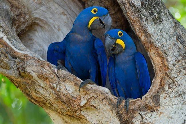 Arara-azul - Portal Amaz&ocirc;nia