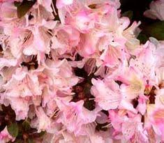 Rhododendron Ginny Gee Krzewy