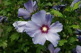 Image result for Hibiscus mechowii