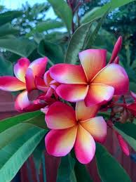 Ralph S Rainbow Plumeria Flowers Plants