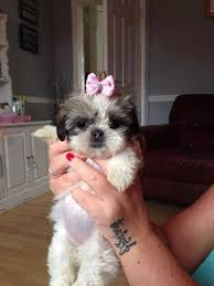 Pretty Little Girl Shih Tzu Dog Shitzu Dogs Shih Tzu