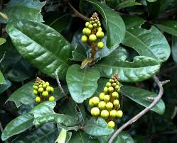 Image result for Acridocarpus chloropterus