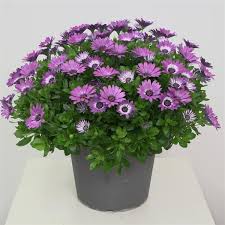 Image result for Osteospermum