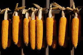 Image result for Zea mays