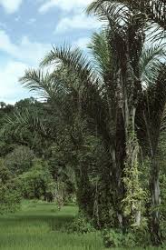 Image result for Raphia farinifera