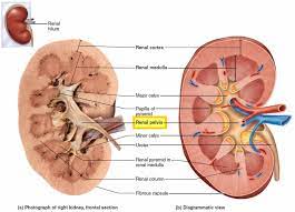 The renal pelvis dilatation policy applies to infants whose antenatal and postnatal renal ultrasounds have isolated renal pelvis dilatation only. Renal Pelvis Anatomy Function Blockage Cancer Stone