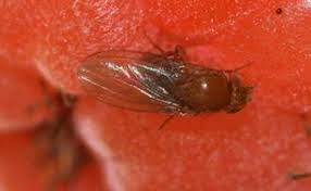 Fruit flies, or as they are more properly known small vinegar flies, have become a major nuisance in restaurants, bars, grocery stores, bakeries, fruit markets, and offices. Fruit Fly Research Has Interesting Implications Pest Management Professional