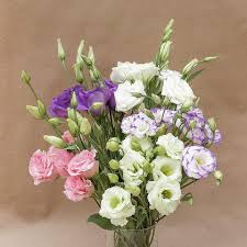 Image result for eustoma lisianthus in vase