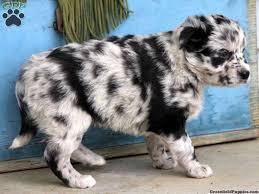 There are no chow chow puppy announcements currently. Australian Shepherd Dalmatian Puppy