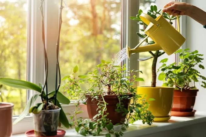 7 Ways to Add Natural Elements at Home | De Panache