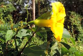 Image result for Merremia tuberosa