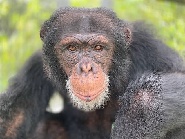About Apes - Center for Great Apes
