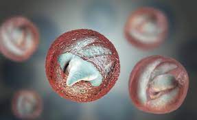 Cryptosporidium Giardia Detection And Identification Methods