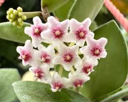 Image result for Selago lacunosa