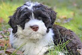 Portuguese Water Dog Dog Breed Information