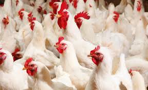 We did not find results for: Top Banks Offering Loans For Poultry Farming Eligibility Repayment Period Documents Required Method To Apply