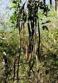 Image result for Dolichandra unguis-cati