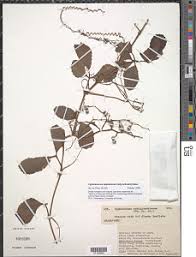 Image result for Cissus humbertii