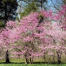 We did not find results for: Bare Root Eastern Redbud Cercis Canadensis Monticello Shop