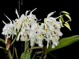 Image result for Polystachya songaniensis