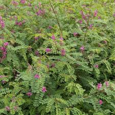 Image result for Indigofera adenoides