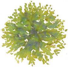 0f9108bdc98582810c9a8e03d32288fc Jpg 559 555 Watercolor Trees Trees Top View Tree Plan