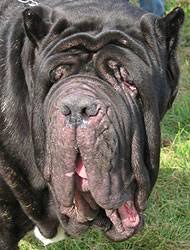 Neapolitan Mastiff Dog Working Dog Breeds From The Online