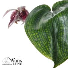 Image result for Bulbophyllum prorepens