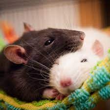 To have a happy pet rat at home it is important, that the food they get. Keeping And Caring For Pet Rats