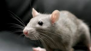 Check spelling or type a new query. Apa Sebenarnya Leptospirosis Penyakit Yang Ditularkan Melalui Kencing Tikus Pasca Bencana Banjir Tribun Jambi