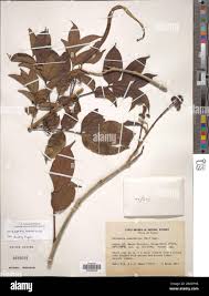 Image result for Markhamia zanzibarica