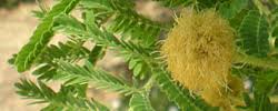 Image result for Acacia hebeclada