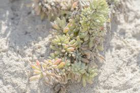 Image result for Suaeda vermiculata