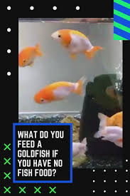 Pin On Goldfish