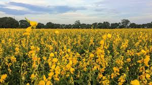 Image result for Crotalaria comosa